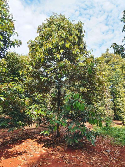 Đất xào sầu riêng