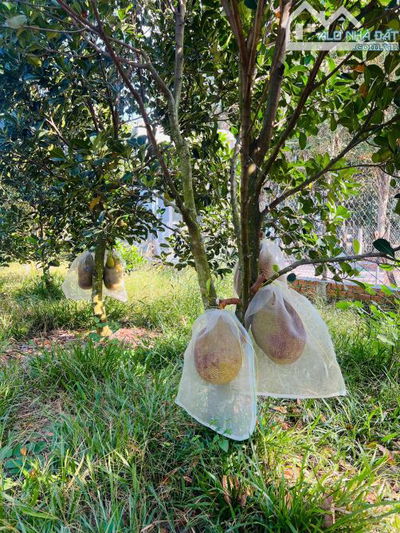 Bán Vườn Mít Thái Giá chỉ 680 triệu_ 680m2 thổ cư 300m2, Gần Chợ, Gần Ủy Ban, Đông dân cư