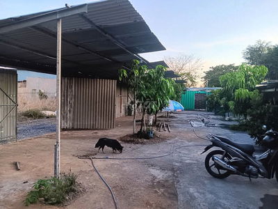 ban đat trông cây lâu năm cây cám