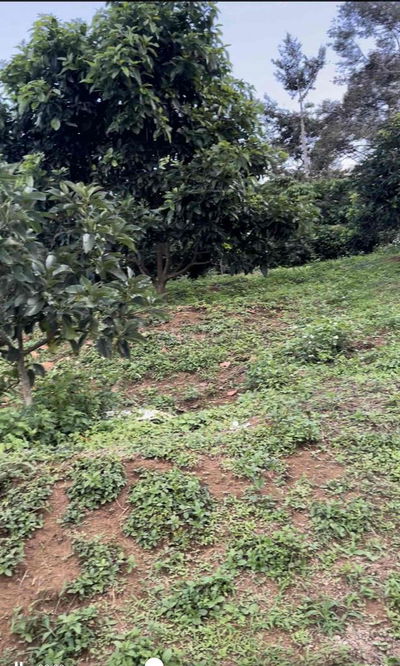 Gấp, đất đẹp, TT TP Bảo Lộc