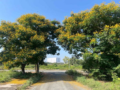 Đất thổ cư khu tái định cư KDC Tân Thuận; 8x25m