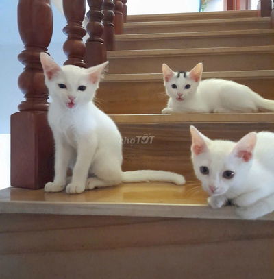 NHÀ ĐẸP SỔ HỒNG CC- FULL NỘI THẤT- 1 CĂN *** GIÁ TỐT