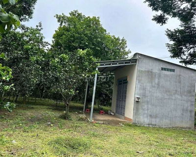 Bán Mãnh Vườn Bưởi Ăn Tết