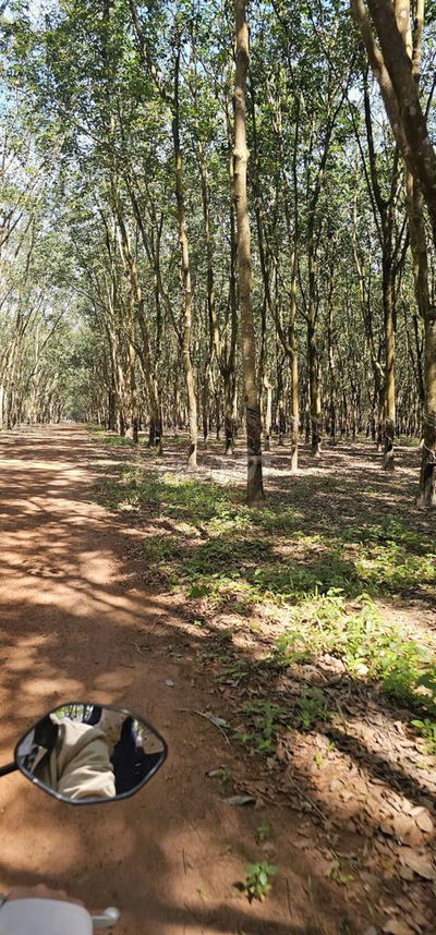 Đất Bình Phước - Giá rẻ