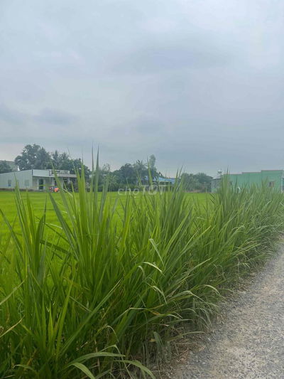 BÁN ĐẤT MAT TIEN ĐƯỜNG XI MĂNG 3m