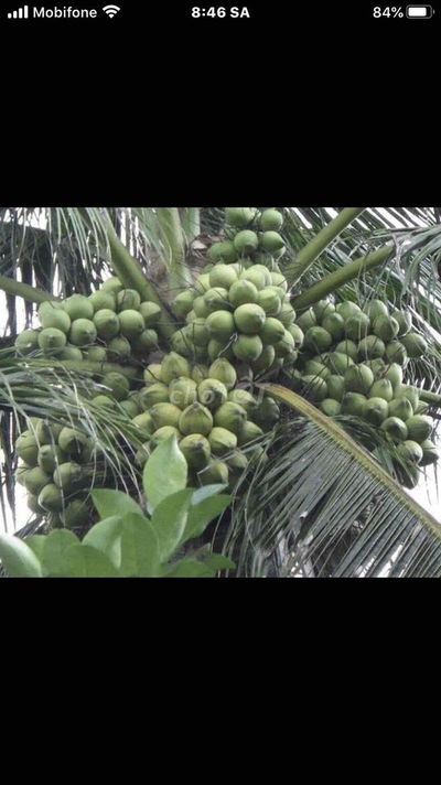 MT ĐƯỜNG LỚN THỔ CƯ  CHÍNH CHỦ ! VỊ TRÍ ĐẸP !!!