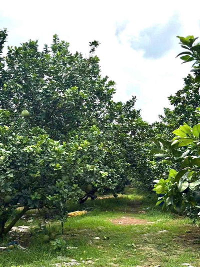 Mua đất tặng vườn bưởi- có dòng tiền hàng năm, thổ cư, đường nhựa