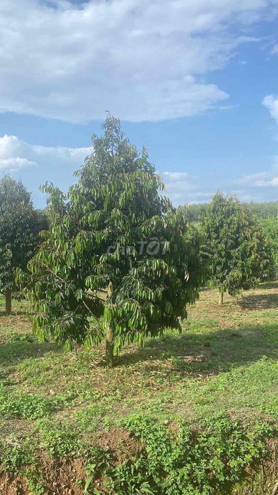 Bán 1 hecta đất sầu riêng có nhà trên đất. Sẵn 100m thổ cư. Giá bán nh