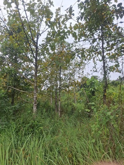 ĐẤT TRỒNG CÂY LÂU NĂM 7900 M2 - ĐẠ TẺH 2 - LÂM ĐỒNG