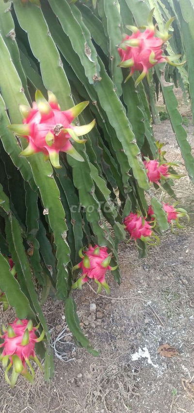 Bán đất shr ,full thổ cư tầm vu tây ninh