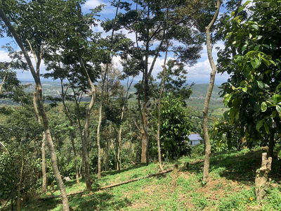 Bán đất vườn 7800m² view đẹp+ cây ăn trái, sưa đỏ- chỉ 8km TP Bảo Lộc