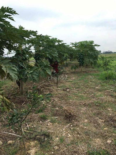 Cần bán đất khu đô thị Thiên Mã, xã Cổ Đông Hà Nội,