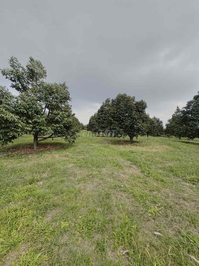 CHÍNH CHỦ CẦN BÁN VƯỜN SẦU RIÊNG 300 gốc