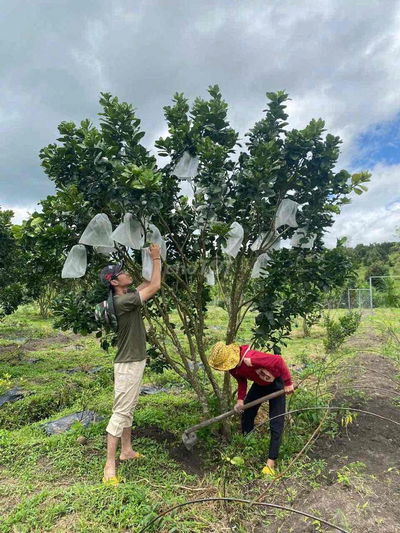CHỦ RẤT RẤT NGỘP BÁN FARM 7.000m2 DI LINH-LĐ sẵn nguồn thu