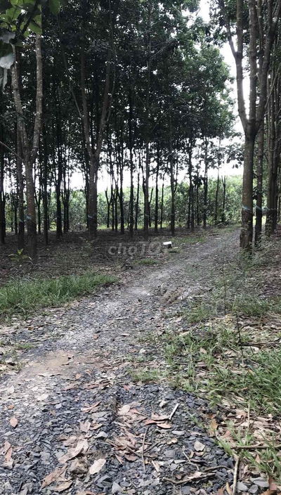 chính chủ bán đất
