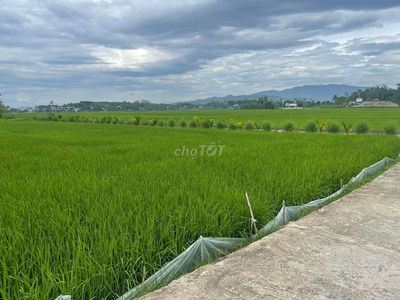 Đất xây nhà vườn view cánh đồng 263m2 có 90m2 đất ở
