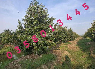 ĐẤT VƯỜN CÓ SẴN SẦU RI 6, dt 3000m2 ngay tại Minh Hưng - Đồng Nai mới