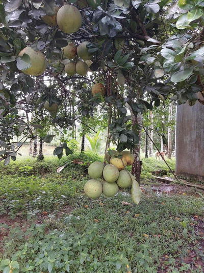 🌎🌎Bán gấp 80ha đất nông nghiệp sát khu công nghệ cao.