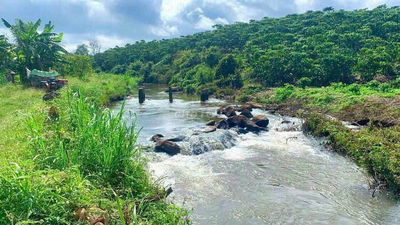 MUA ĐẤT VIEW SUỐI TẶNG VIEW THUNG LUNG RỪG THÔG DIỆN TÍCH 1000M SỔ SẲN