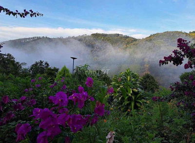 Bán gấp lô đất 248m2/350 triệu có suối phía sau đất và view săn mây.