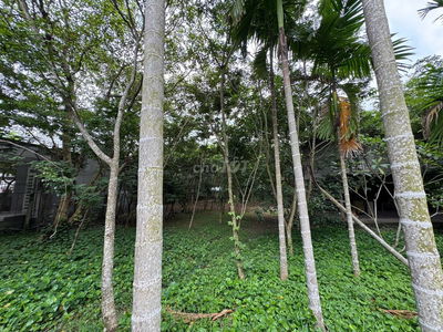 ĐẤT NGỘP 1653M2 NGANG 30M 300 THỔ CƯ GIÁ 5,5 TỶ