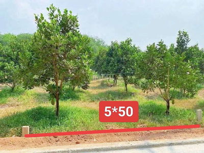 Vườn mít có thổ cư, sát đường lớn 200m