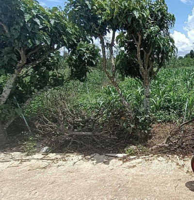 Đất thổ cư, đường bê tông, sổ hồng riêng nở hậu đẹp