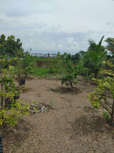 Đất nông nghiệp gần vin cần giuộc