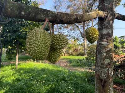 vườn trái cây Long Khánh