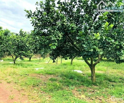 Bán gấp nhà vườn cây ăn trái hơn 2.500m2 có nhà cấp 4 giá 650tr