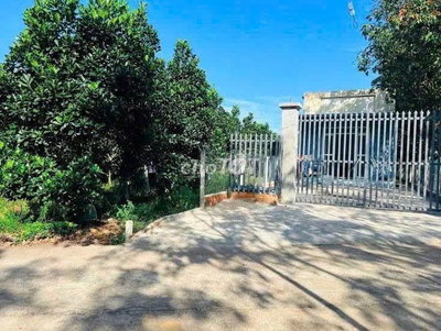 GIẢM GIÁ BÁN NHANH LÔ 213m2 TRỒNG MÍT, SỔ RIÊNG, GIÁ 550TR, THỔ CƯ 100