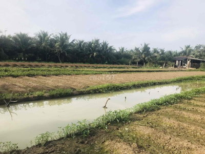 BÁN 1000 m2 ĐẤT NÔNG NGHIỆP