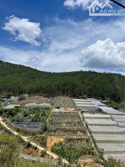 🔥 CHỈ hơn 6 tỷ - sở hữu ngay 3.700m2 View Rừng Thông Sổ Riêng NN phường 11 Đà Lạt