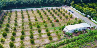 BÁN ĐẤT THỔ CƯ, TẶNG CÂY SẦU RIÊNG