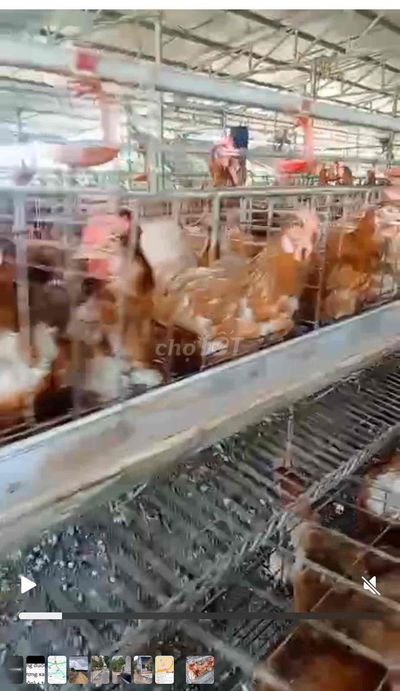 cần bán trại gà + nhà cấp 4
