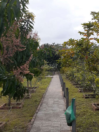 Bán lô nhà vườn đẹp