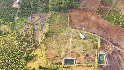 Đất trồng cà phê 1,3 ha chủ ngộp ra nhanh Đắk mil- Đắk nông