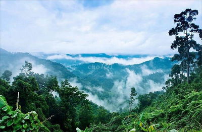 Đất Ôm Suối - View Rừng Thông Nguyên Sinh- Cách Cao Tốc Chỉ 8p