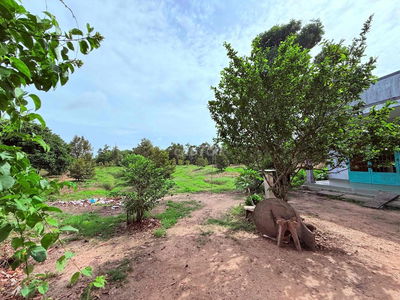 BÁN GẤP ĐẤT NHÀ - ĐANG TRỒNG TRÁI CÂY, SẦU RIÊNG