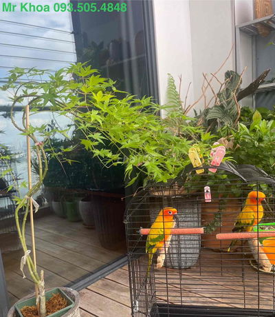 🏡🏡 Cho Thuê Căn Hộ  Cây Xanh Vinhome Grand Park BS11 2 PN 2 Toilet 59m