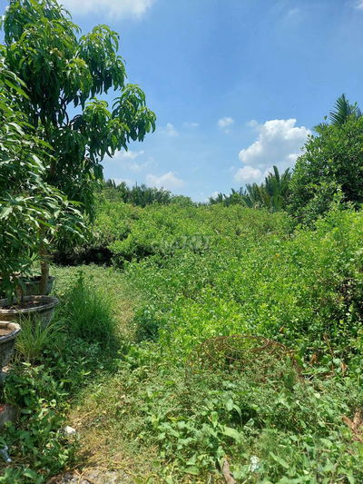 Mua đất giữ tài sản.