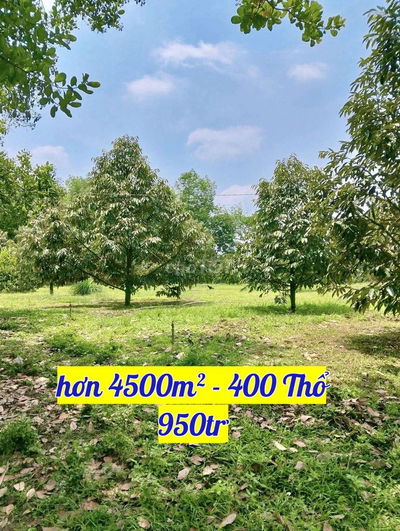 Vườn sầu riêng HCM sẵn Thổ cư 400m