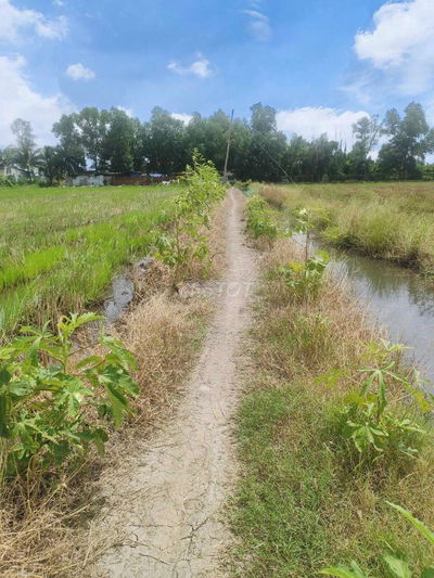 🆘🆘 4788m2 ĐẤT LÚA GIÁ RẺ 800k/1m2 HẺM XE MÁY 🌾🌾