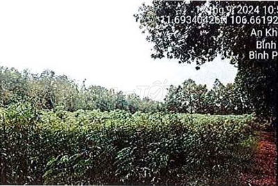 Bán ĐGTS đất tại TĐ số: 277, xã Tân Hưng, tỉnh Đồng Nai