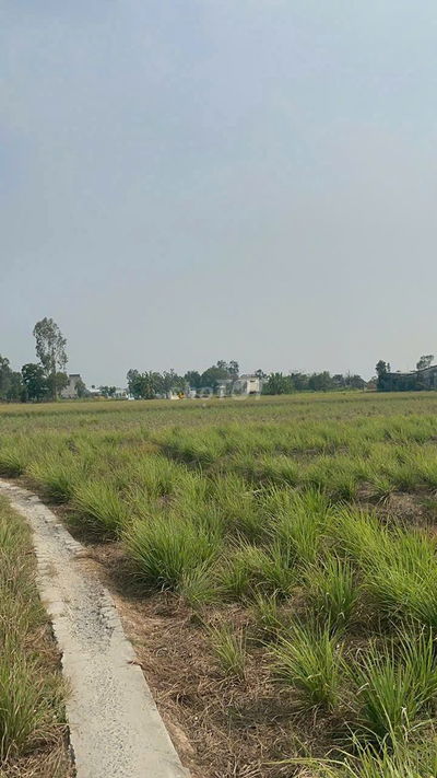 Bán 5,336m2 đất vườn đang trồng sả chỉ 150tr/ sào, cách SG 75km