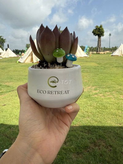 Nhận booking và tham quan thực tế căn hộ Biệt Thự Đảo Eco Retreat