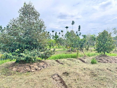 BÁN VƯỜN SẦU RIÊNG 5448M2 ĐƯỜNG NHỰA- CÁCH KCN BÌNH MIN 7KM- VĨNH LONG