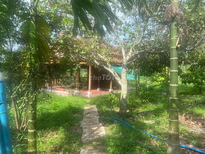 Gia đình cần bán 1,85 Ha đất châu đức vung tau giá 6 tỷ