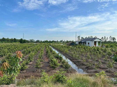 💥💥 1000m đất vườn, chuyển thổ, Ấp 1 Bình Đức