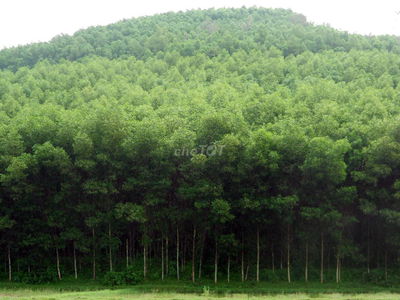 Bán đất rẫy 35.000m(3,5ha) trồng xoài có suối, Cách Biển9km, Giá 1tỷ9